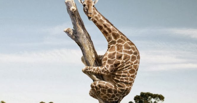 Ramblings by Alexis: Giraffe Riddle: Answer Meme Wrongly With Photos
