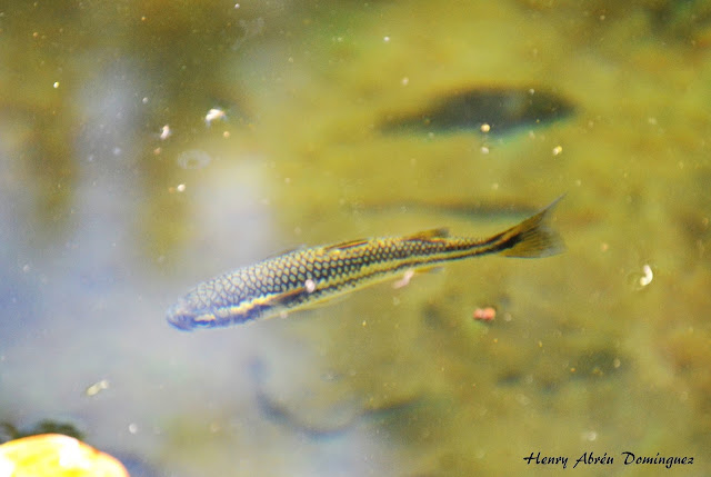 El Dajao o trucha de agua cálida