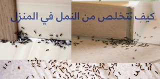 أفضل طريقة لطرد النمل من البيت - كيف التخلص من النمل بدون قتلة