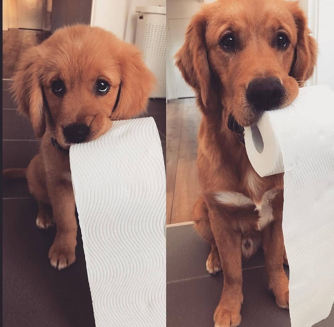 Cutest pets pic 100+ roki