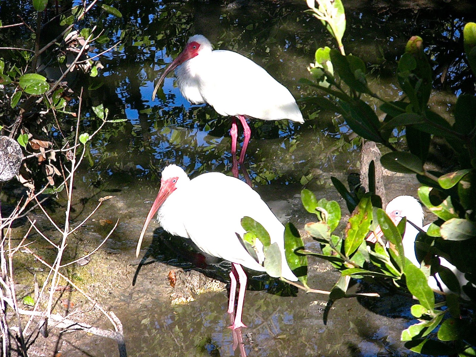 BayMoonDesign Owls in Jewelry and History