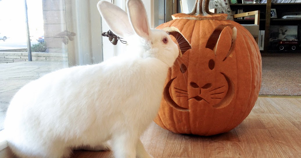 Rabbit Ramblings: Bun o' lanterns -- Bunny pumpkins for Halloween