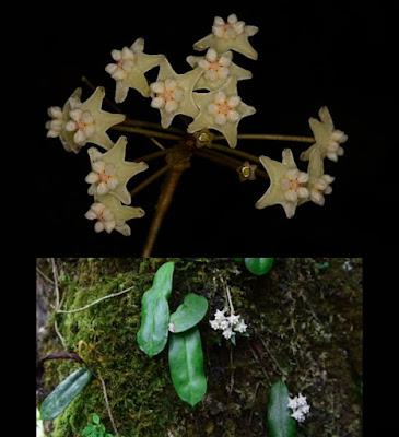[Botany • 2020] Hoya gaoligongensis (Apocynaceae: Asclepiadoideae) • A New Species from Yunnan, SW China