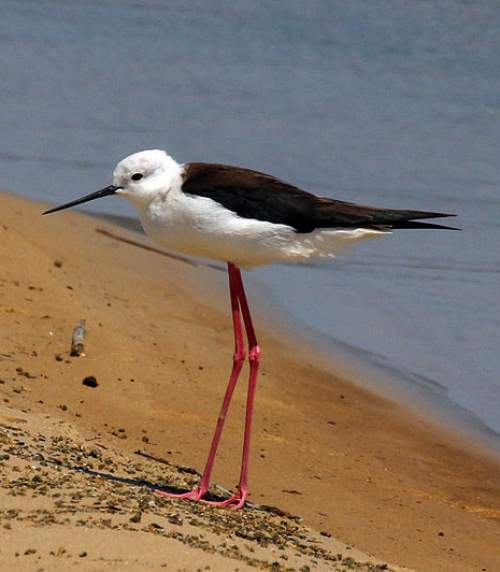 Blackwinged stilt photos Birds of India Bird World