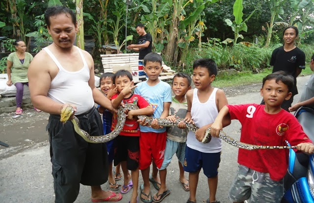 Hii..Ular Sanca 2,7 Meter Hebohkan Warga Badung