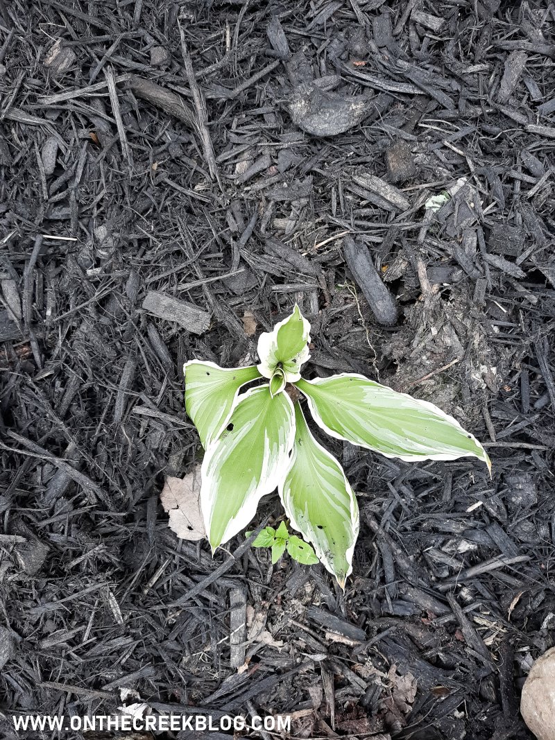 Fresh Mulch in the Yard
