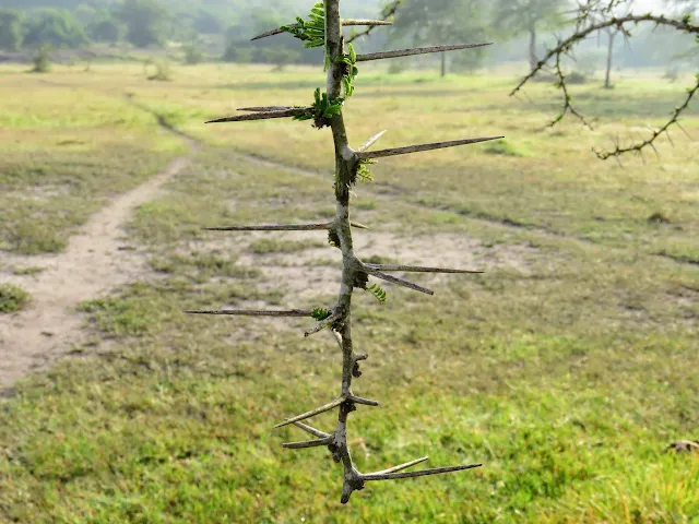 Thorns of an acacia tree in Lake Mburo National Park in Uganda