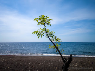 Green Leaves On A Sunny Day Of Young Tree Plants Grow On The Beach Sand At Umeanyar Village North Bali Indonesia