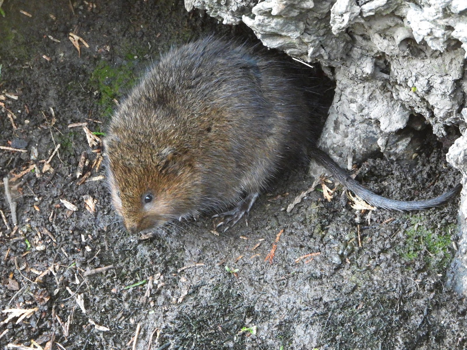 About a Brook Comparing Rats and Water Voles