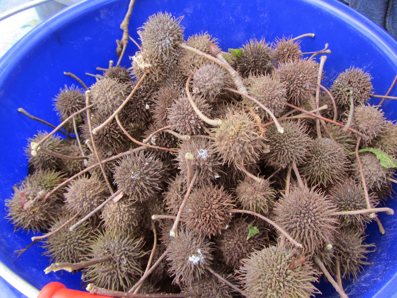 Estudiando Agricultura en Taiwán: Cosecha de capsulas de liquidámbar