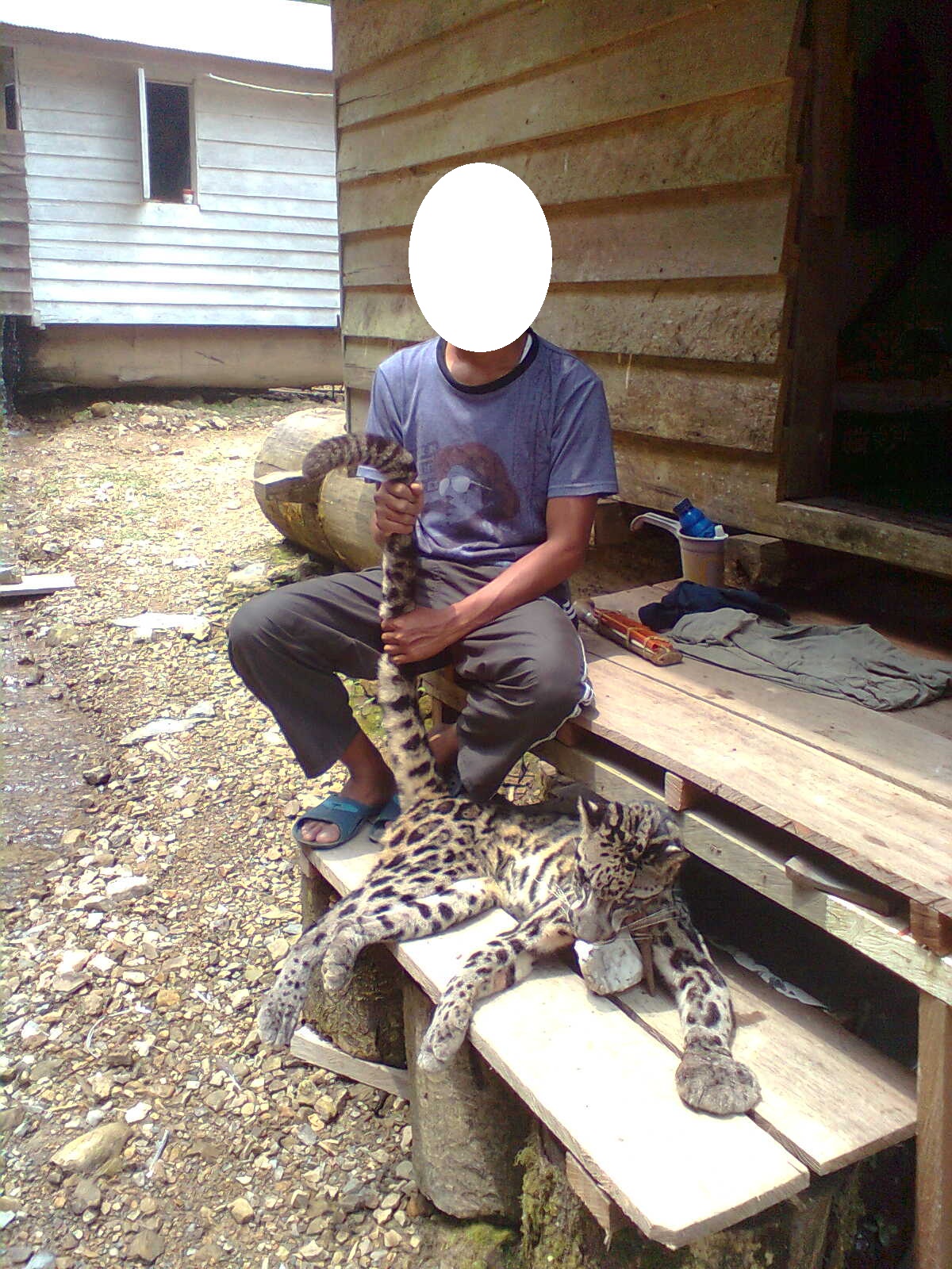 AlwinRaymondSoleman: Macan Dahan Kalimantan (Bornean Clouded Leopard