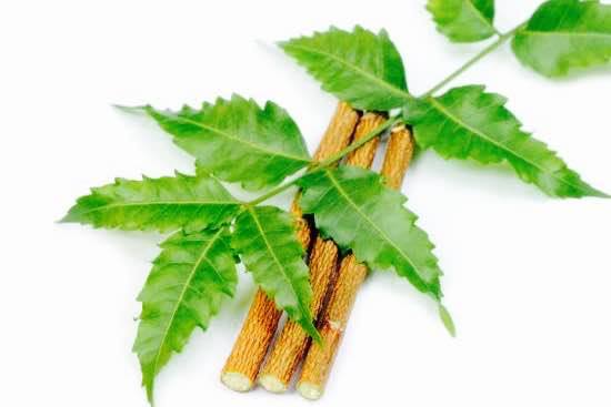 Kulit Cantik Tanpa Jerawat Dengan Himalaya Neem | 10 Khasiat Neem Yang Perlu Anda Tahu