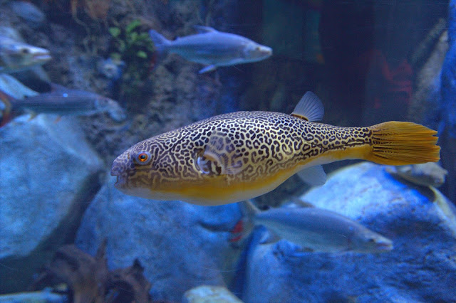 IMG_0096 Jalan-Jalan Terus: Lion City, Singapore