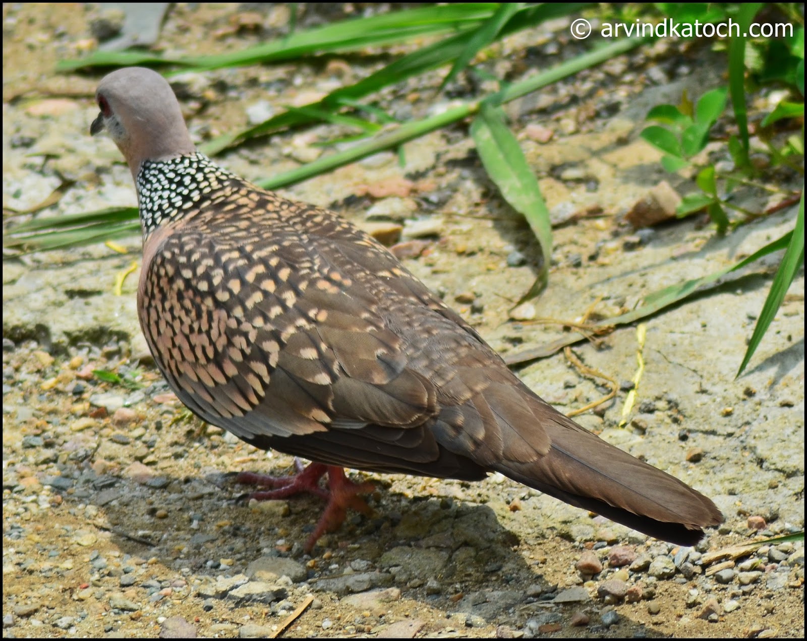 Spotted Dove (Spilopelia Chinensis) Pictures and Detail (Also called