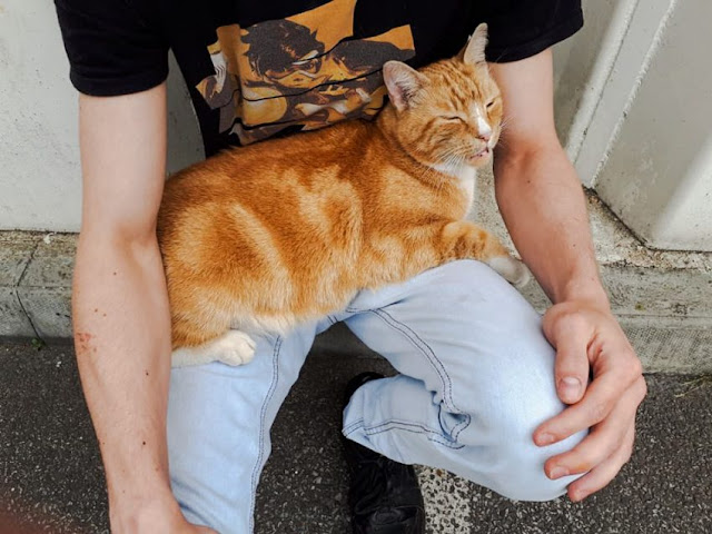 A ginger tabby cat called Garfield