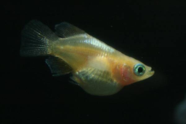 Goldfish Garage: A Two Car Fishroom: Medaka: Japanese Rice fish ...