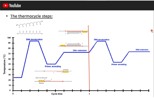 Repeat the thermocycle many times to amplify the DNA (Source: https://www.youtube.com/watch?v=DH7o9Df5_50)