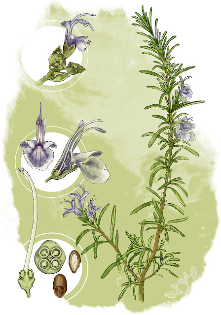 Ilustración botánica, ilustraciones, edición