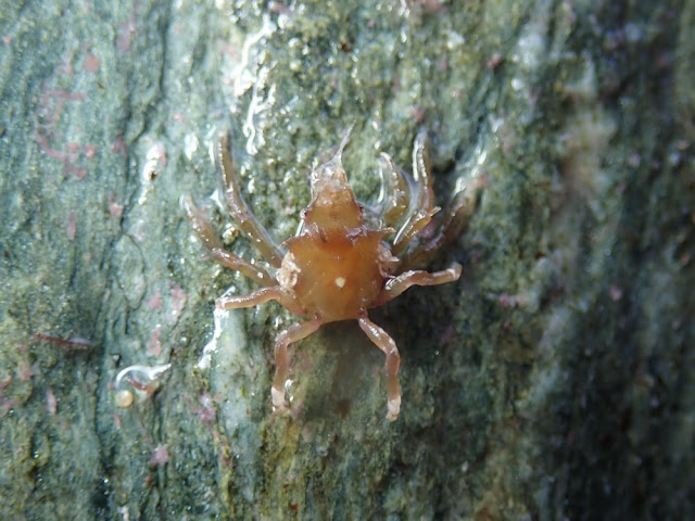 Acanthonyx lunulatus Acanthonyx lunulatus