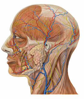 İnsan kafasının anatomisi