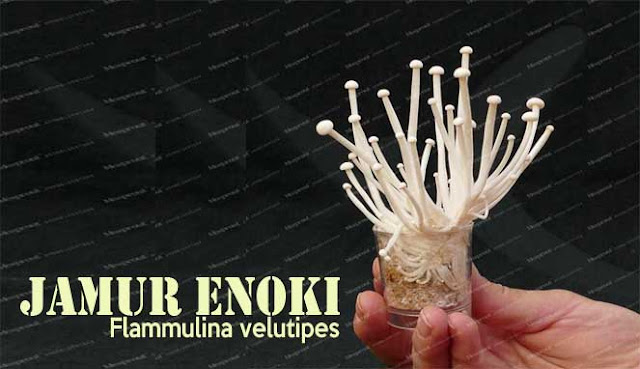 CEGAH PENYAKIT KANKER DAN JANTUNG DENGAN JAMUR ENOKI JAMUR ENOKI