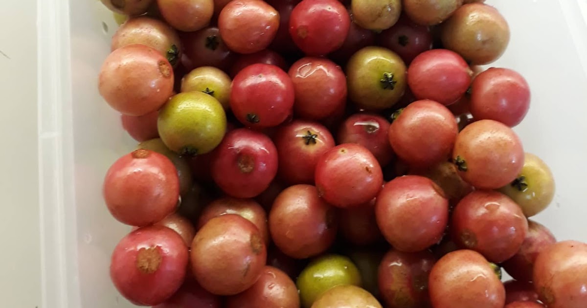 Green Leaf: HEALTH BENEFITS OF ARATILES