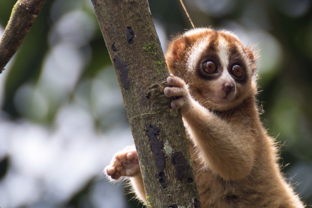 Sebelas Duabelas Sama Siput, Ini 5 Hewan Paling Lambat di Dunia