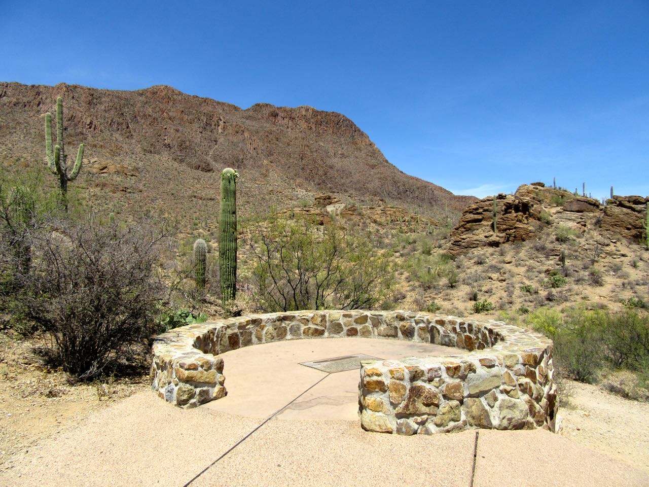 Florida Coal Cracker Chronicles Visiting the Sonoran Desert in Spring