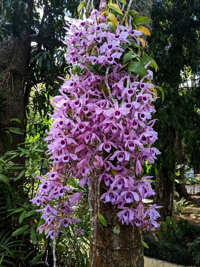 Top 12 Orchids in Bloom at Flamingo Gardens Flamingo Gardens