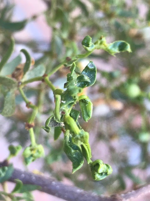 Flowering Trees Shrubs Of The Colorado Desert
