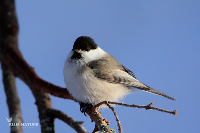 Carbonero montano - Willow tit - Poecile montanus. Es muy parecido al carbonero palustre que encontramos en el norte de España pero con ligeras diferencias, sobretodo en la mejilla. En el carbonero montano la mejilla es completamente blanca, mientras en el palustre entra una ligera mancha ocre.