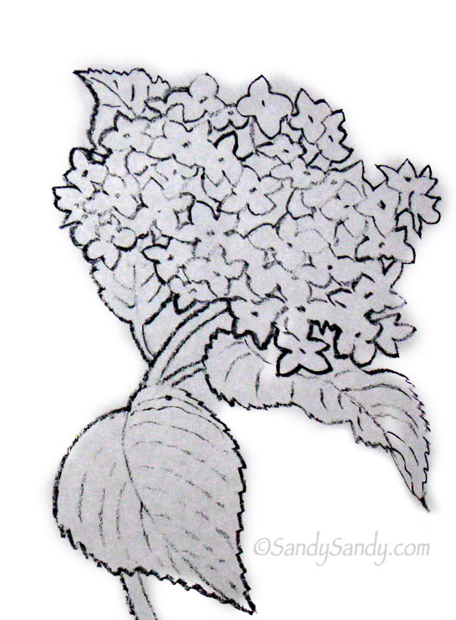 Floral Design Lavender Hydrangea Isolated Over Stock Vector