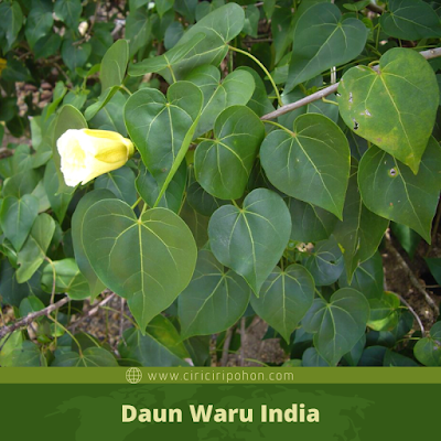 Ciri Ciri Daun Waru India