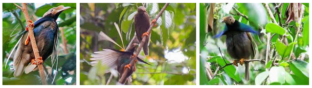 Kawasan Pengamatan Burung Bidadari (Wallace's Standardwing) - Wisata Halmahera Barat