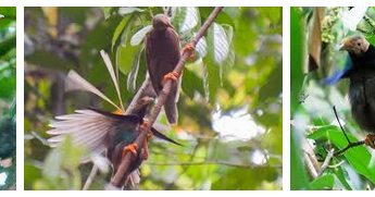 Kawasan Pengamatan Burung Bidadari - Wisata Halmahera Barat - Inspirasi