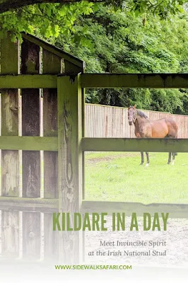 Things to do in Kildare: The Irish National Stud