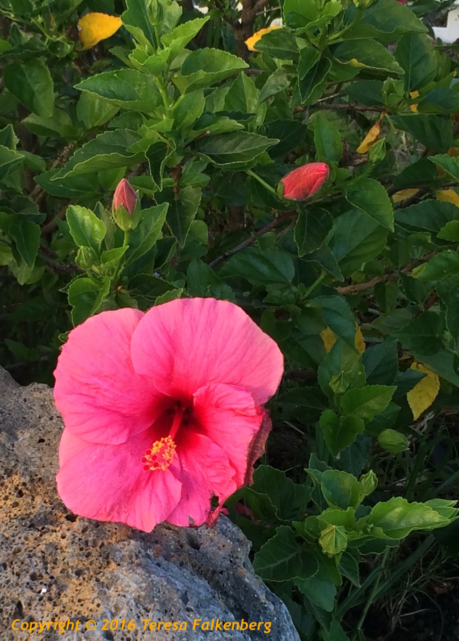 Big Island Hawaiian Adventure Flowers of Hawaii