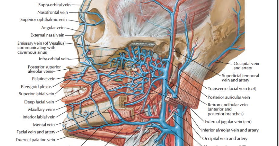 Human Anatomy Lessons: Veins in the neck