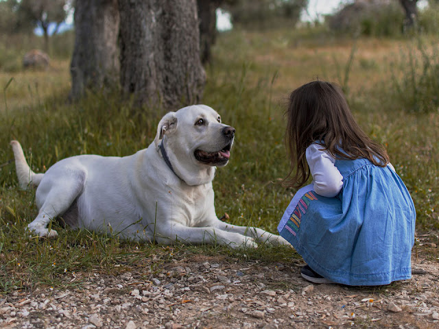 good pets for kids, good dogs for kids, kid friendly dogs