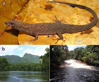 Herpetology • 2021] Kataphraktosaurus ungerhamiltoni • Discovery of An Additional Piece of the Large Gymnophthalmid Puzzle: A New Genus and Species of Stream Spiny Lizard (Gymnophthalmidae: Cercosaurinae) from the western Guiana Shield