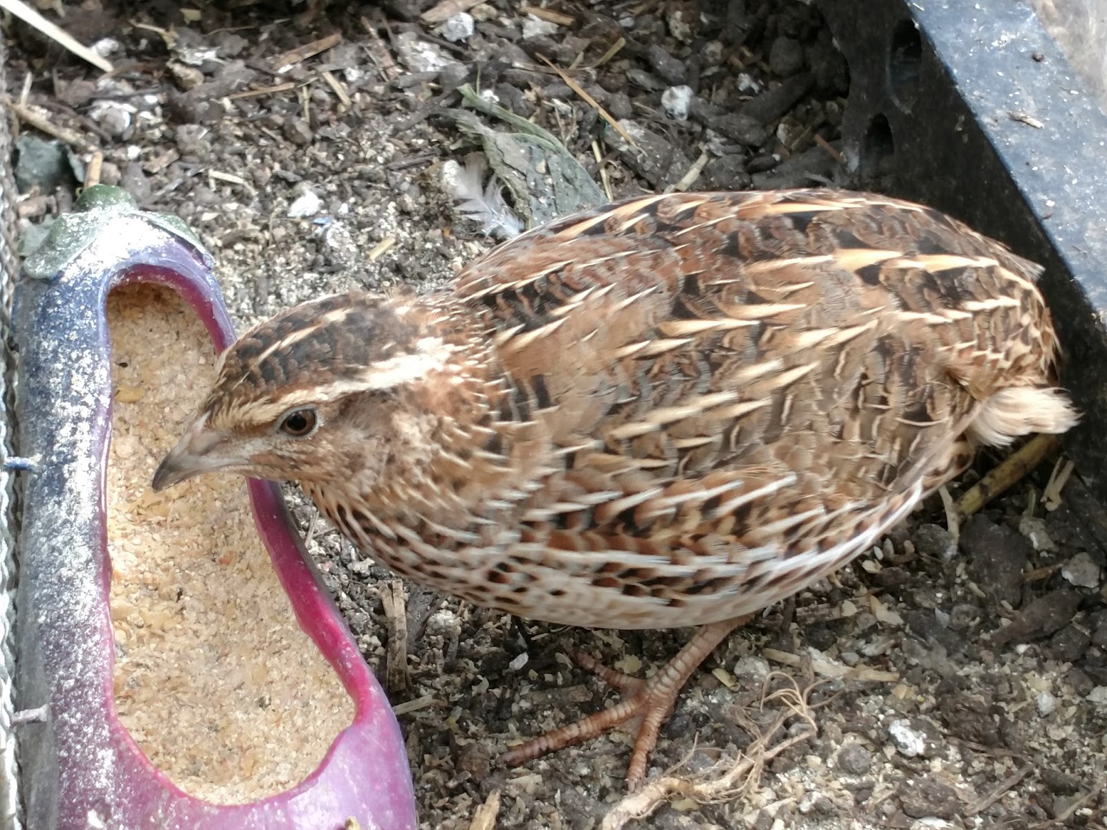ひめうずら研究室 成鳥用配合飼料 4kg 鳥 餌 ヒメウズラ ひめうずら研究室の餌 成鳥用｜ひめうずら研究室