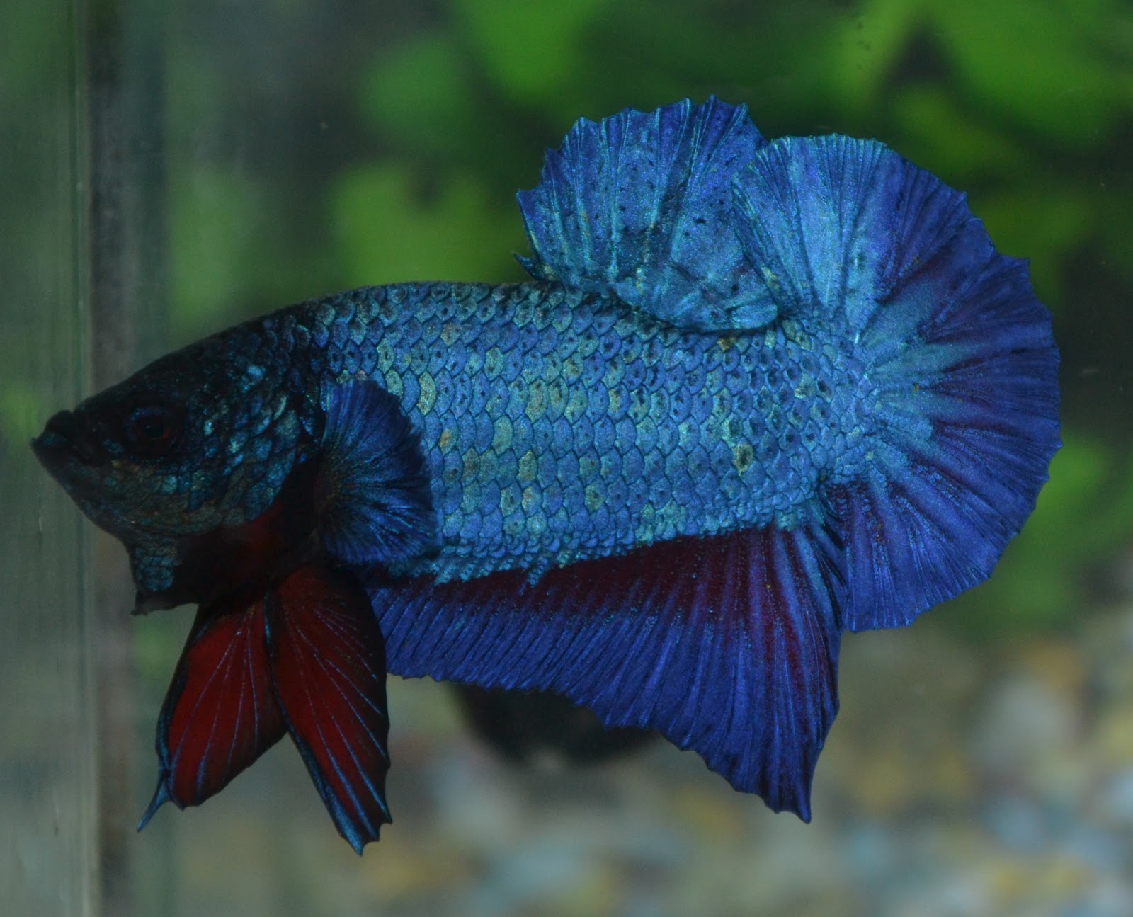 Betta Fish Afira: Betta HMPK Blue Dragon Line Thai