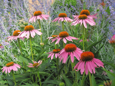 Coneflowers and Russian Sage