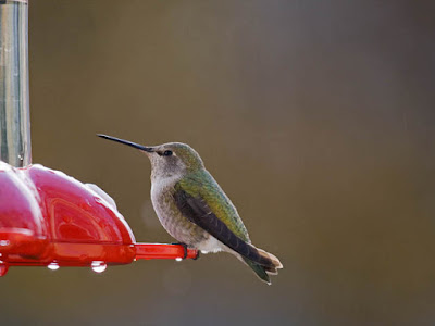 Photo of a female Anna's Hummingbird at a feeder