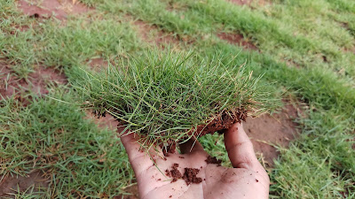 Jual Rumput Jepang - Tukang Rumput Bogor