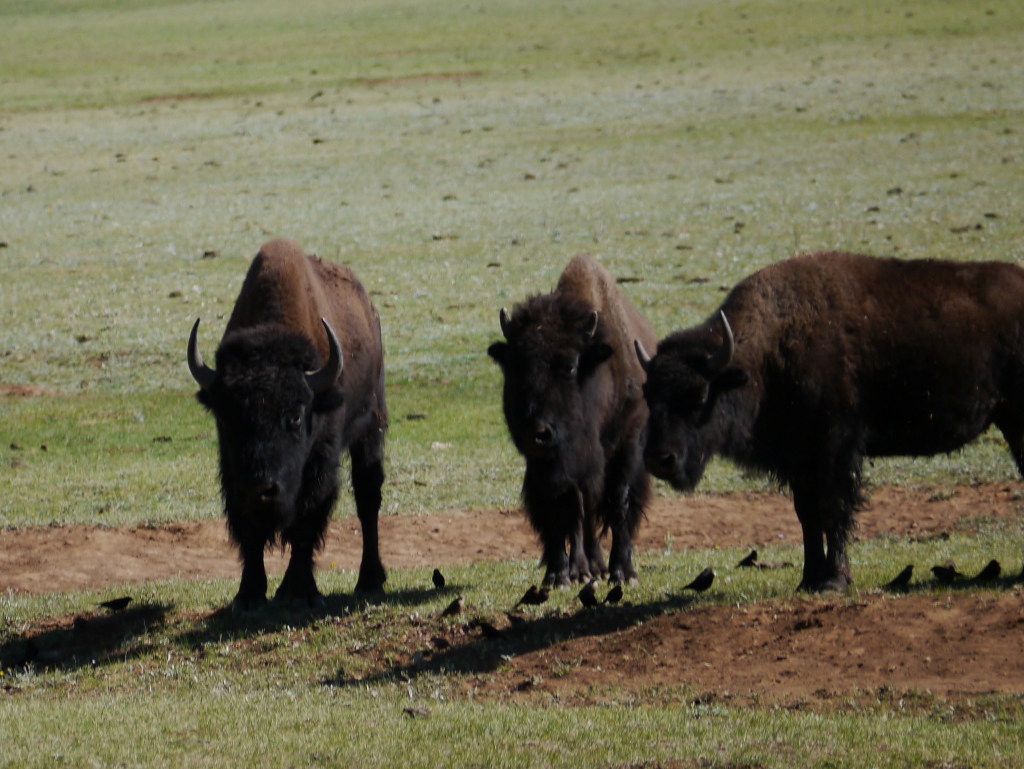 Buffalos Bison Grand Canyon North Rim