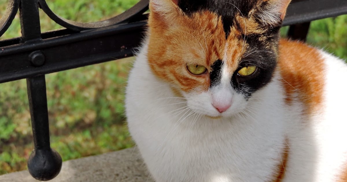 Penyebab Kerontokan Bulu Kucing Dan Cara Mengatasinya