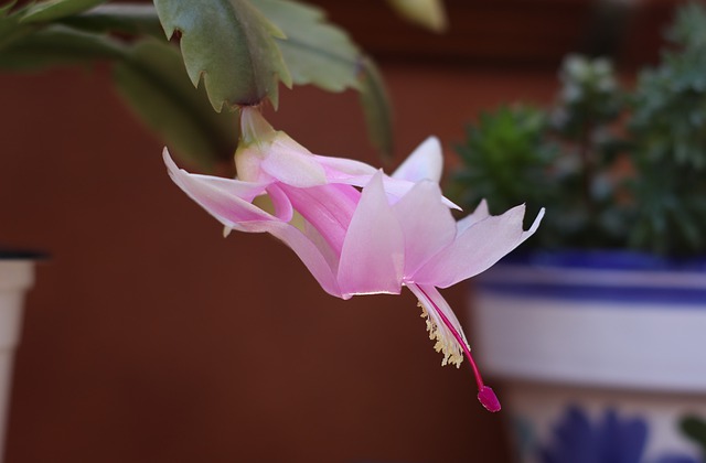 flor-de-maio-Schlumbergera-truncata