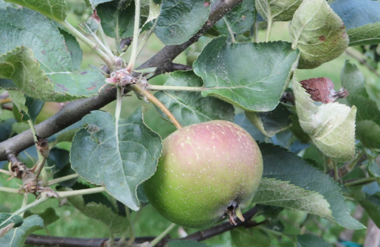 Baby Baldwin Adam's Apples
