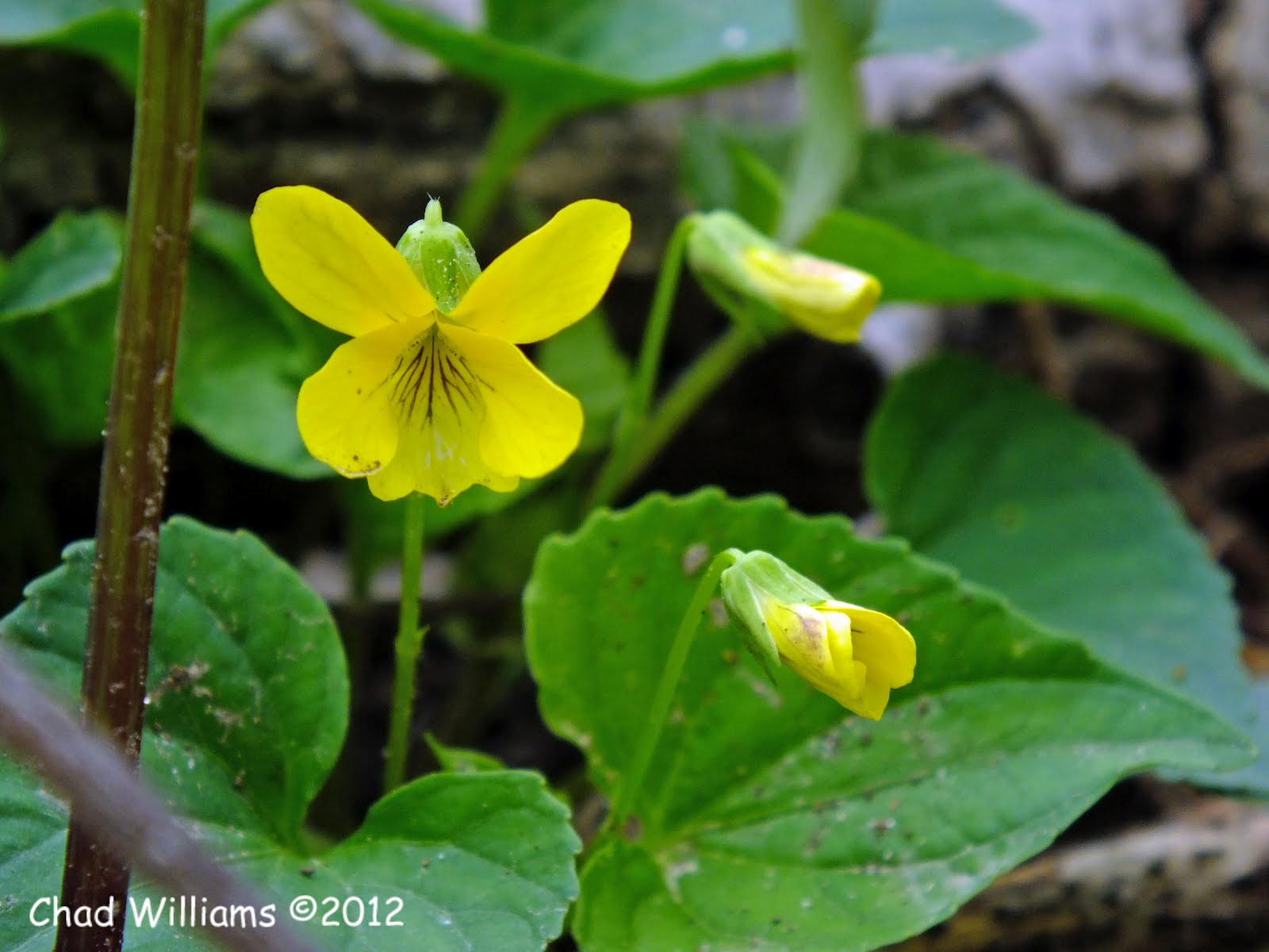 Birding! A Growing Obsession! Wild Violets!